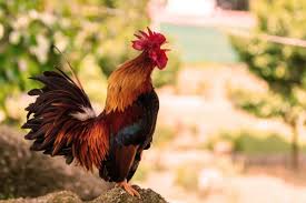 Jika anda memelihara ayam, segera download aplikasi ini, karna di dalam aplikasi ini juga terdapat cara memelihara ayam dengan baik. Kenapa Sih Ayam Berkokok Di Pagi Hari Ini Penjelasan Ilmiahnya