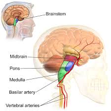 Bookbrain stem nuclei / the brainstem regulates vital cardiac and respiratory functions and pons :. 11 4a Functions Of The Brain Stem Medicine Libretexts