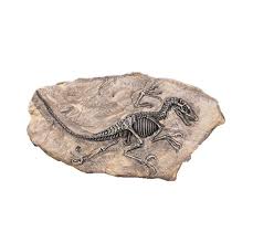 Here is the video for you!simple and homemade! Resin Dinosaur Fossil Figurine Silicone Cement Mold Desk Home Decoration Clay Craft Skull Sculpture Room Ornament Concrete Mould Clay Molds Aliexpress