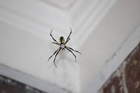 All of the termite exterminators in wichita listed on termitecontrolhq.com are known for their dedication to jim morgan pest control. Jim Morgan Pest Control Wichita
