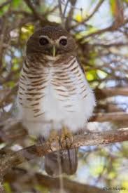 Bird That Sounds Like A Monkey White Browed Owl Athene Superciliaris Videos Photos And Sound Recordings The Internet Bird Collection Hbw Alive Owl Birds Bird Species