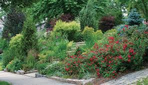 Compact, rounded to mound shaped with beautiful blue foliage. Designing With Dwarf Conifers Finegardening