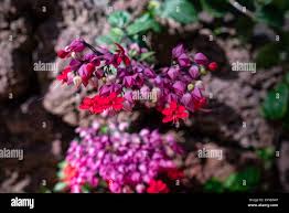 Image result for Clerodendrum fasciculatum