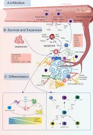 Frontiers | Cytokine and Chemokine Signals of T-Cell Exclusion in Tumors