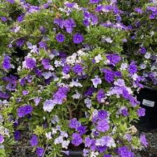 Image result for Brunfelsia pauciflora