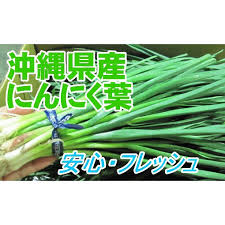 沖縄県産野菜 ニンニク葉 約100ｇ 発送 12月中旬 2月 にんにく葉 ニンニク茎とは違います Ninnikuha 沖縄市場たま青果 通販 Yahoo ショッピング