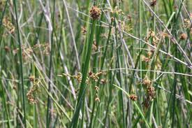 Image result for Schoenoplectus scirpoides