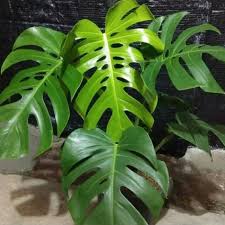 Jual Jual Tanaman Hias Monstera Deliciosa King Tanaman Indoor Monstera Kab Bogor Rehan Tanaman Tokopedia