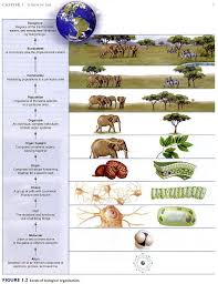 4 Gb2 Learnres Web 10ecol Biology Lessons Biology Worksheet Teaching Science