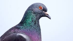 Why Do Pigeons Bob Their Heads Pigeon Animal Cognition Pigeon Eyes