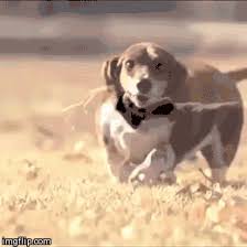Make your own images with our meme generator or animated gif maker. Basset Hound Running In Slow Motion Dog Is Not Overweight Funny Comedy Funny Gif Funny Laugh