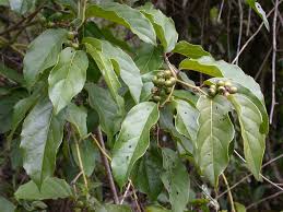 Image result for Icacinaceae