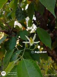 Image result for Grewia inaequilatera
