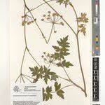 Image result for Afroligusticum