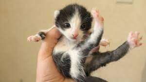 Introduce kittens to other people so they don't become socialized only to you. Little Kittens Open Eyes Youtube
