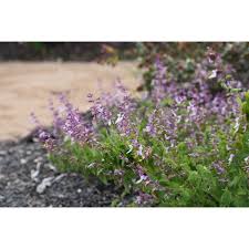 Image result for Ocimum labiatum