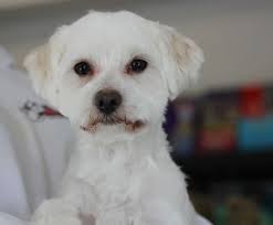 Bear With Short Haircut Havanese Puppies Havanese Grooming Havanese Puppies For Sale