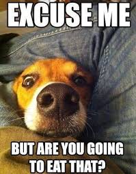 Pin By Bita Chiesa On Beagle Love 3 Dog Quotes Funny Dog Jokes Funny Dog Pictures