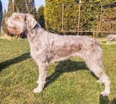 Image result for slovenský ohař hrubosrstý