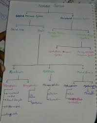 Draw A Flow Chart To Show The Classification Of Nervous