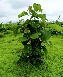 Image result for Tectona