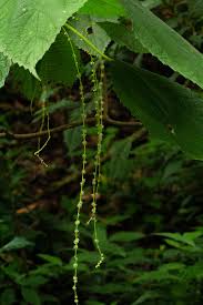 Image result for Boehmeria macrophylla