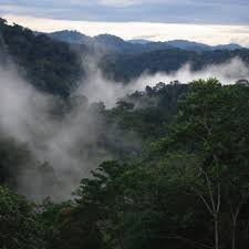 Image result for Uvariastrum germainii