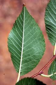 Image result for Ulmaceae