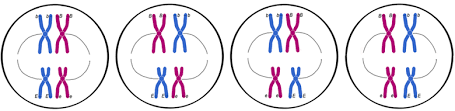 Microscopemaster explains and describes each in easy to understand detail here. Meiosis