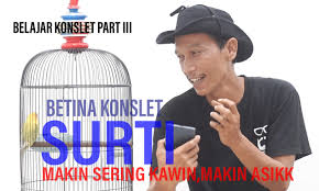 Lovebird yang masuk dalam kategori ini akan ngekek panjang terus menerus mulai dari digantang hingga selesai penjruian. Belajar Konslet Surti Betina Konslet Makin Sering Kawin Makin Asikk Lintas Hobi