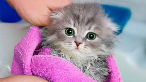 8 Life Hacks For Cat Https Ift Tt 2hloby0 Video Youtube Animals For Kids Cat Crafts Preschool Funny Christmas Gifts