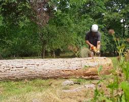 Led by arborist mark mangold, our locally owned company is fully licensed, bonded and insured. Tree Services Green Planet Tree Services