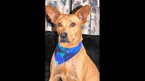 See more of lost found pets jacksonville and north florida on facebook. Looking To Adopt A Pet Here Are 7 Delightful Doggies To Adopt Now In Jacksonville Firstcoastnews Com