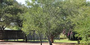 Image result for Elaeodendron