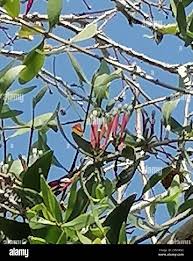 Image result for Tapinanthus oleifolius