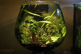 Starting A Low Maintenance Aquatic Vase Or Bowl Planted Space Aquatic Plants Mini Aquarium Small Fish Tanks