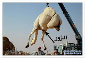 صور مسميات ومصطلحات الإبل عند أهلها لفلي سمايل
