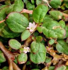 Image result for Trianthema portulacastrum