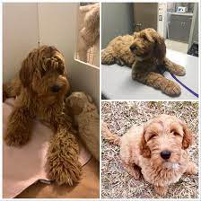 Your new furry friend will have had current shots, deworming, and a veterinary exam. Texas Australian Labradoodles Adoption Process Adopt A Labradoodle