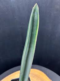 Image result for Sansevieria sinus-simiorum
