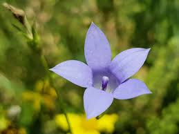 Image result for Wahlenbergia subaphylla