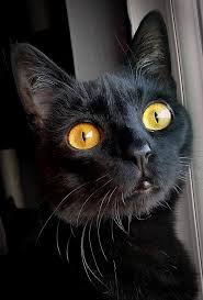 Contact adopt black cats denver on messenger. Adopt Black Cats Denver Pet Service Facebook 45 Photos