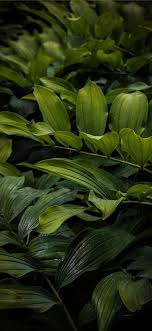 Latest Leaves Iphone X Hd Wallpapers Ilikewallpaper