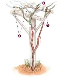 Image result for grape pruning
