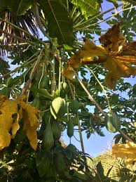 Image result for Cylicomorpha parviflora