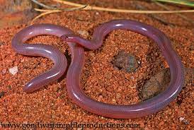 Pin On Sssssssnnnakkkkkeeeesssssss