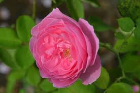 Louise odier looks best when it is not planted near anything that is overwhelming, so that the rose's fine features can be accentuated. Biorosen