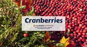 In britain, cranberry may refer to the native species vaccinium oxycoccos. Cranberries University Of Illinois Extension