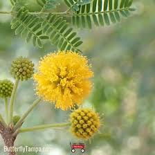 Image result for Acacia farnesiana