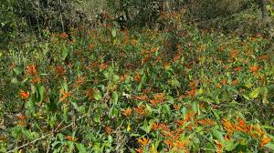 Image result for Justicia spicigera